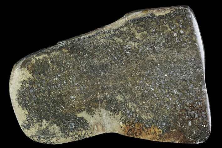 Polished Iguanodon Bone Slab - Isle Of Wight #96010